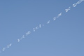 dsc00252.jpg