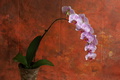 dsc00534.jpg