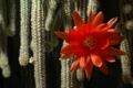 dsc00913.jpg