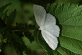 dsc01572.jpg