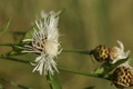 dsc01988.jpg