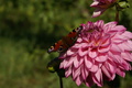 dsc02366.jpg