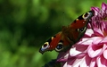 dsc02366_1.jpg