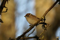 dsc04273.jpg
