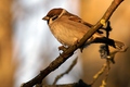dsc04273_1.jpg