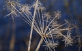 dsc04967_1.jpg