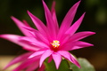 dsc05200.jpg