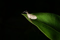 dsc05541.jpg