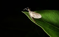 dsc05541_1.jpg