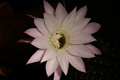 dsc05957.jpg