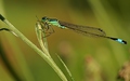 dsc06275_1.jpg