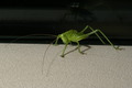 dsc01490.jpg