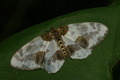 dsc01565.jpg