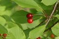 dsc01596.jpg