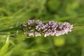 dsc01613.jpg