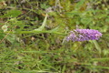 dsc01654.jpg