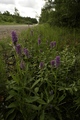 dsc01667_mod.jpg
