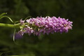 dsc01707.jpg
