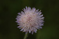 dsc01708.jpg