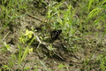 dsc01713.jpg