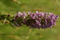 dsc01784.jpg