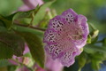 dsc01794.jpg