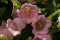 dsc01798.jpg
