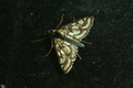 dsc01946.jpg