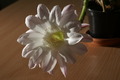 dsc01970.jpg