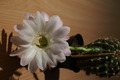 dsc01972.jpg