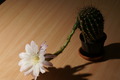dsc01979.jpg