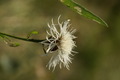 dsc01987.jpg