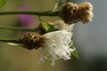 dsc01992.jpg
