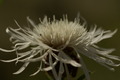 dsc01993.jpg