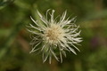 dsc01994.jpg