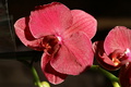 dsc02581.jpg