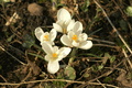 dsc02593.jpg