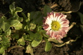 dsc02604.jpg