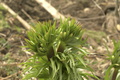 dsc02613.jpg