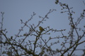 dsc02617.jpg