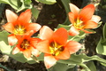 dsc02631.jpg