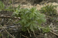 dsc02659.jpg