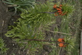 dsc02675.jpg