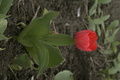 dsc02680.jpg