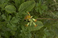 dsc02704.jpg