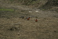 dsc02724.jpg