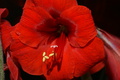dsc02737.jpg