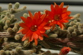 dsc02742.jpg