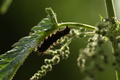 dsc02753.jpg