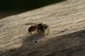 dsc02757.jpg